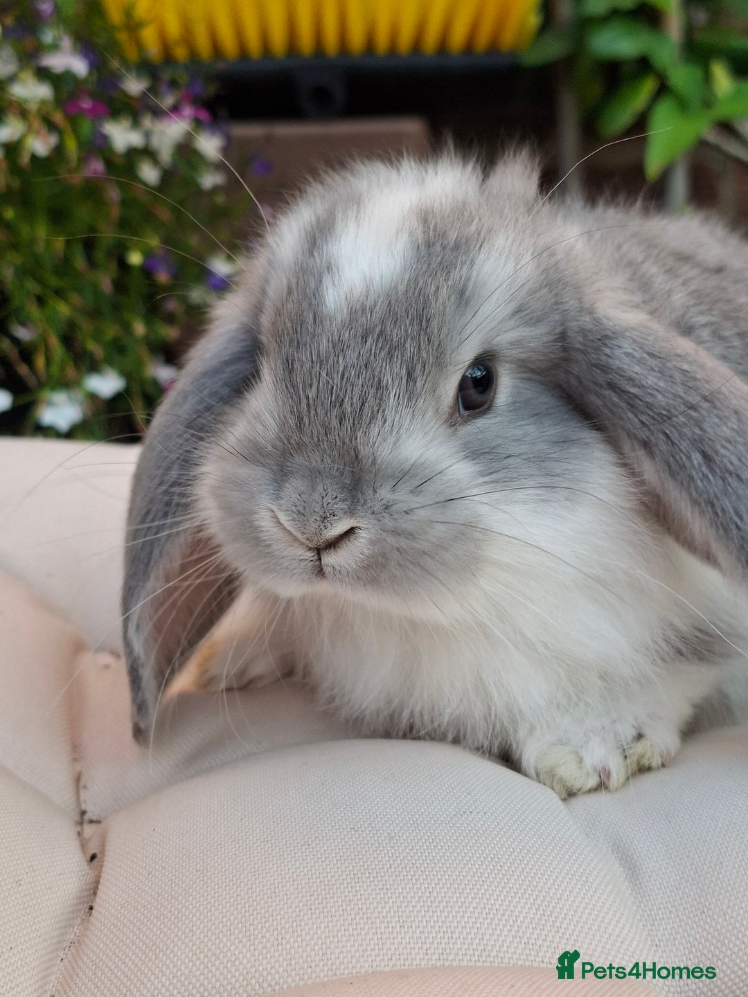 French Lop rabbits for sale: Pure bred french lop babies - Image 9