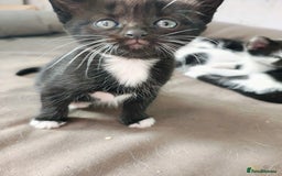 Mixed Breed cats for sale: 8 weeks old Kitten, Female - Image 10