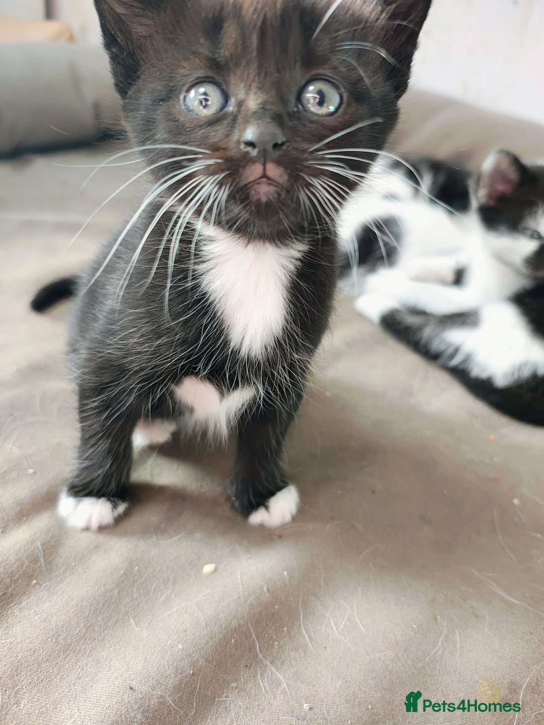 Mixed Breed cats for sale: 8 weeks old Kitten, Female - Image 10