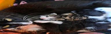 Nora