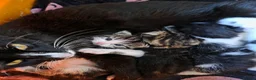 Mixed Breed cats for sale: FREE # 3 male / 1 female / Mother # FREE - Advert 5
