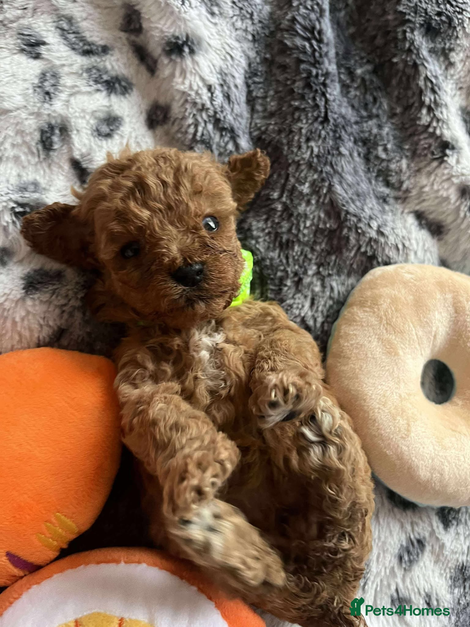 Miniature Poodle dogs Miniature Poodles!!! - Advert 9