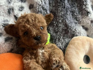 Miniature Poodle dogs Miniature Poodles!!! - Advert 10