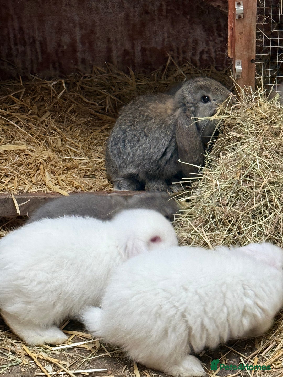 French Lop rabbits for sale: Gorgeous French lop bunnies - Advert 5