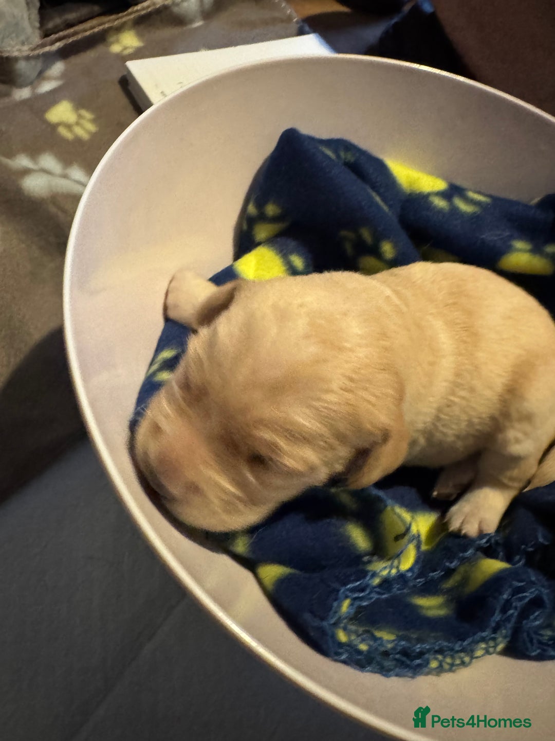 Labrador Retriever dogs for sale: 6 Sweet Labrador Puppies  - Advert 14