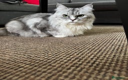 Maine Coon cats for sale: Ciri  - Image 8