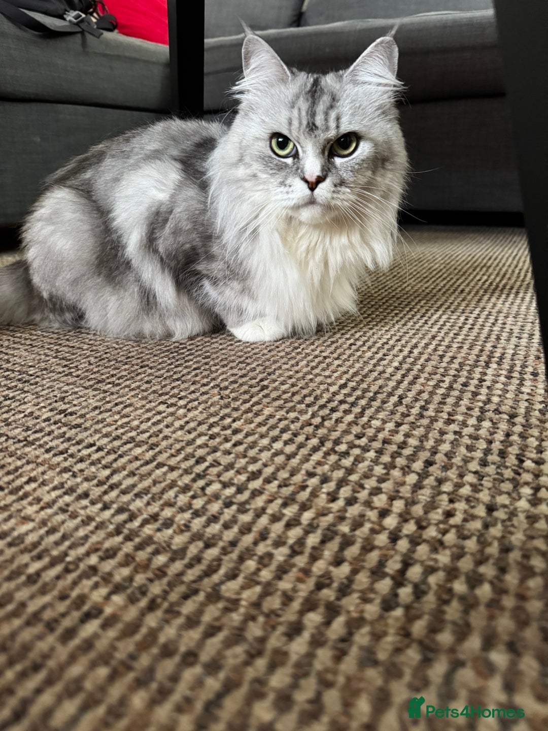 Maine Coon cats for sale: Ciri  - Image 8
