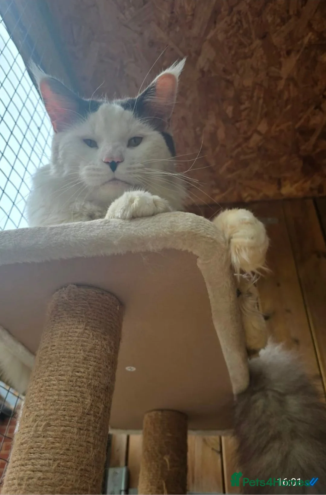 Maine Coon cats for sale: Retiring Stud  - Advert 1