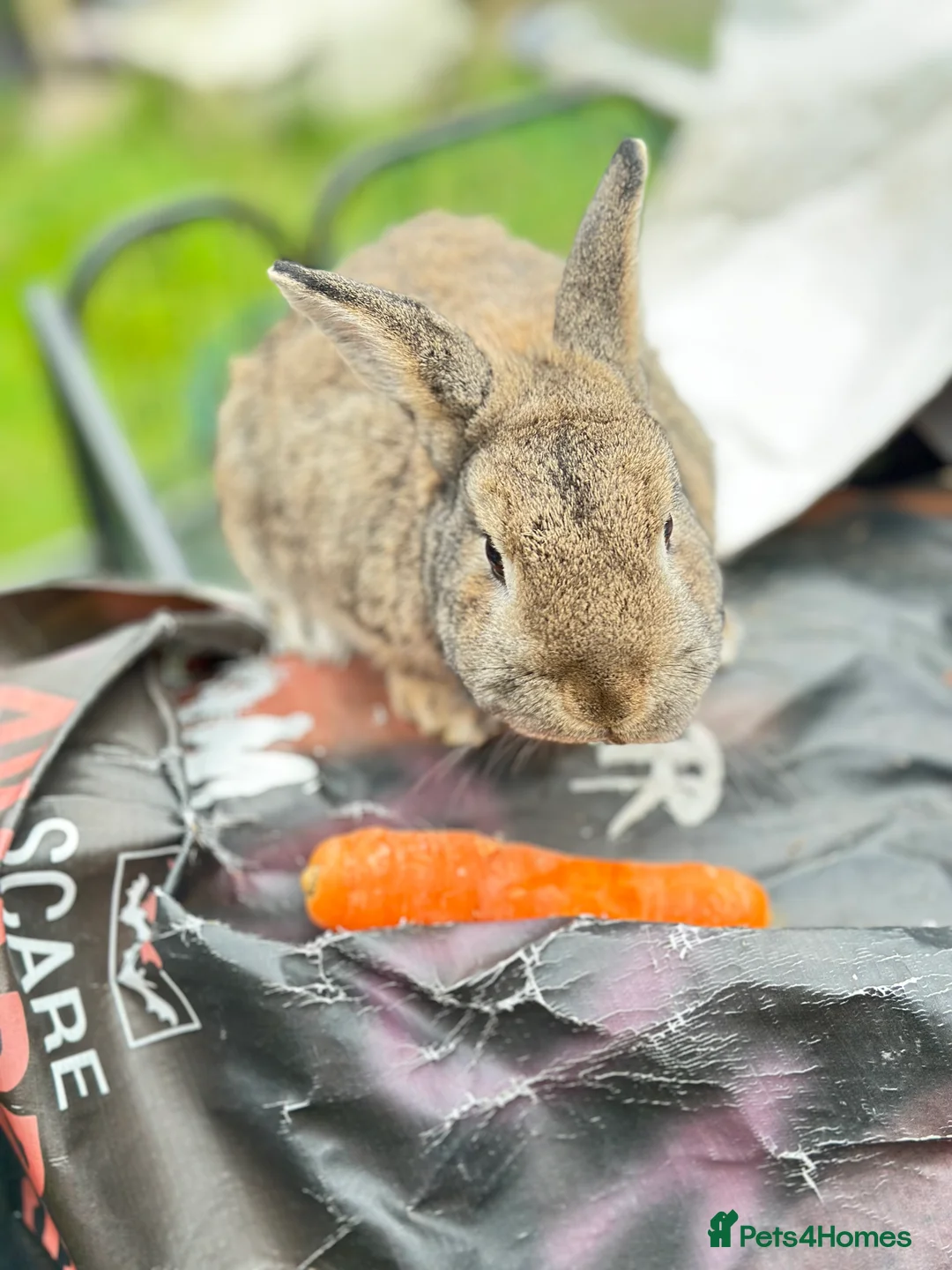 Mixed Breed rabbits for sale: Rabbits for sale - Advert 2