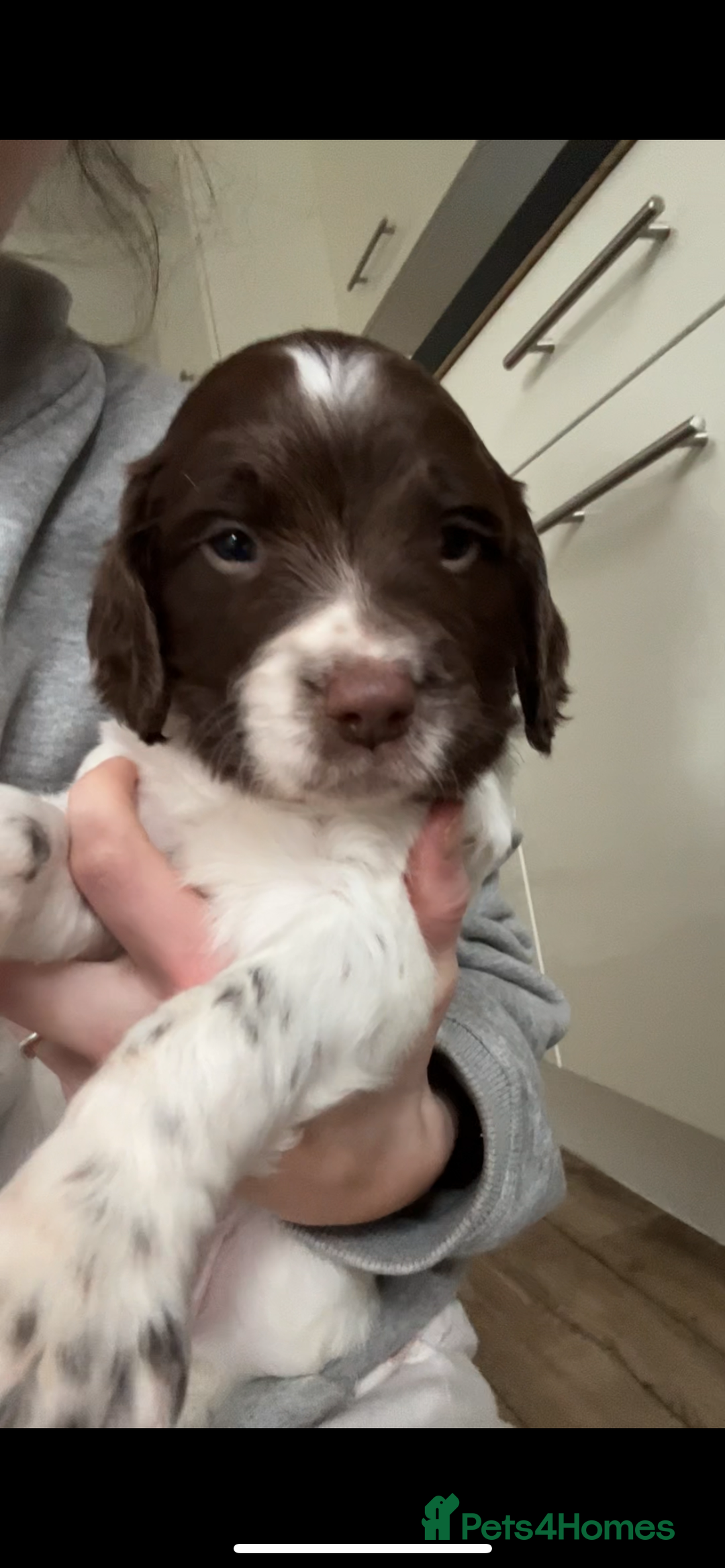 Sprocker dogs for sale: 2 male sprocker spaniels  - Advert 3