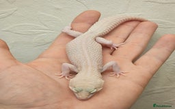 Leopard Gecko reptiles for sale: Leopard geckos babies various morphs  - Image 21