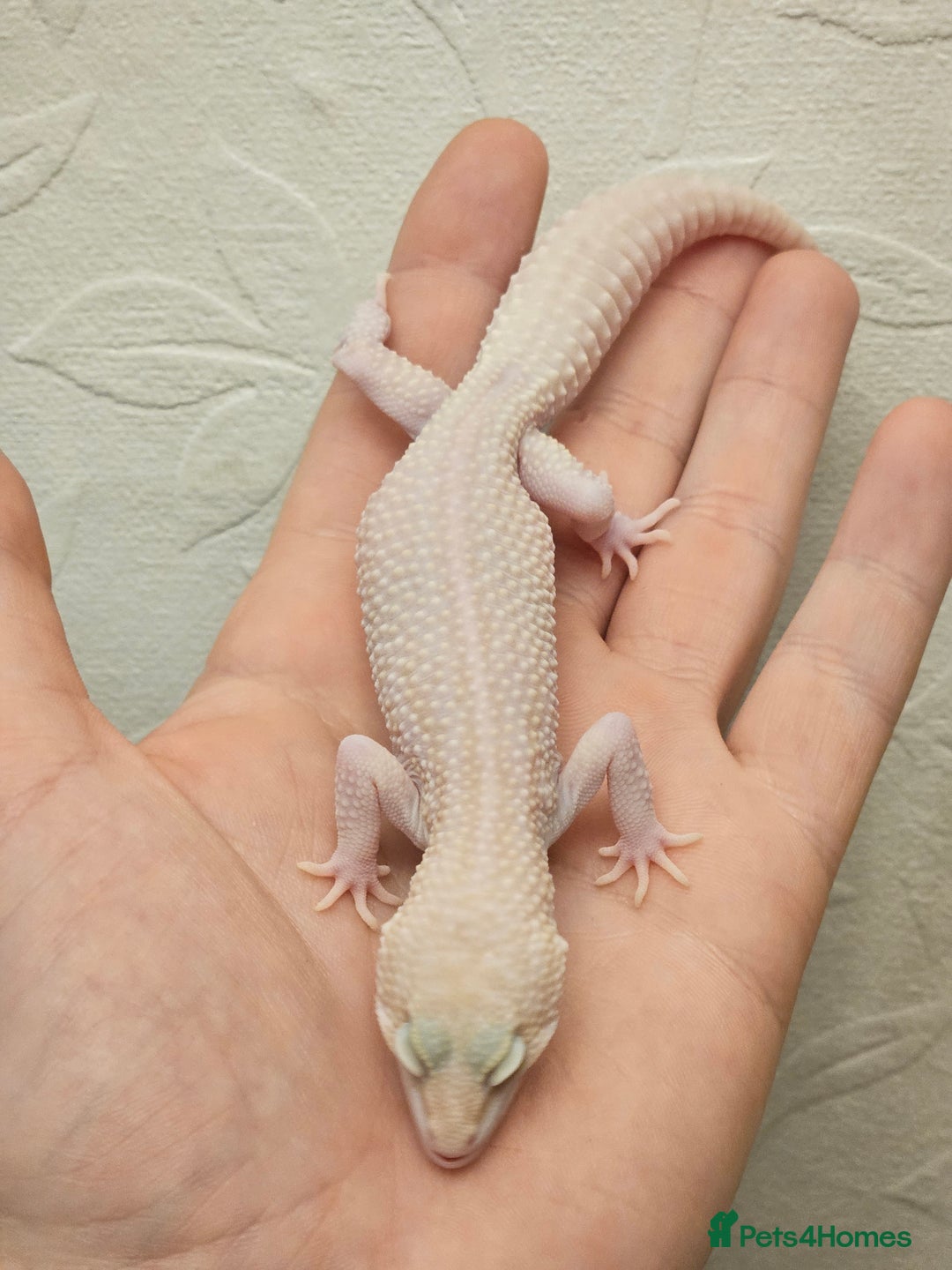 Leopard Gecko reptiles for sale: Leopard geckos babies various morphs  - Image 21