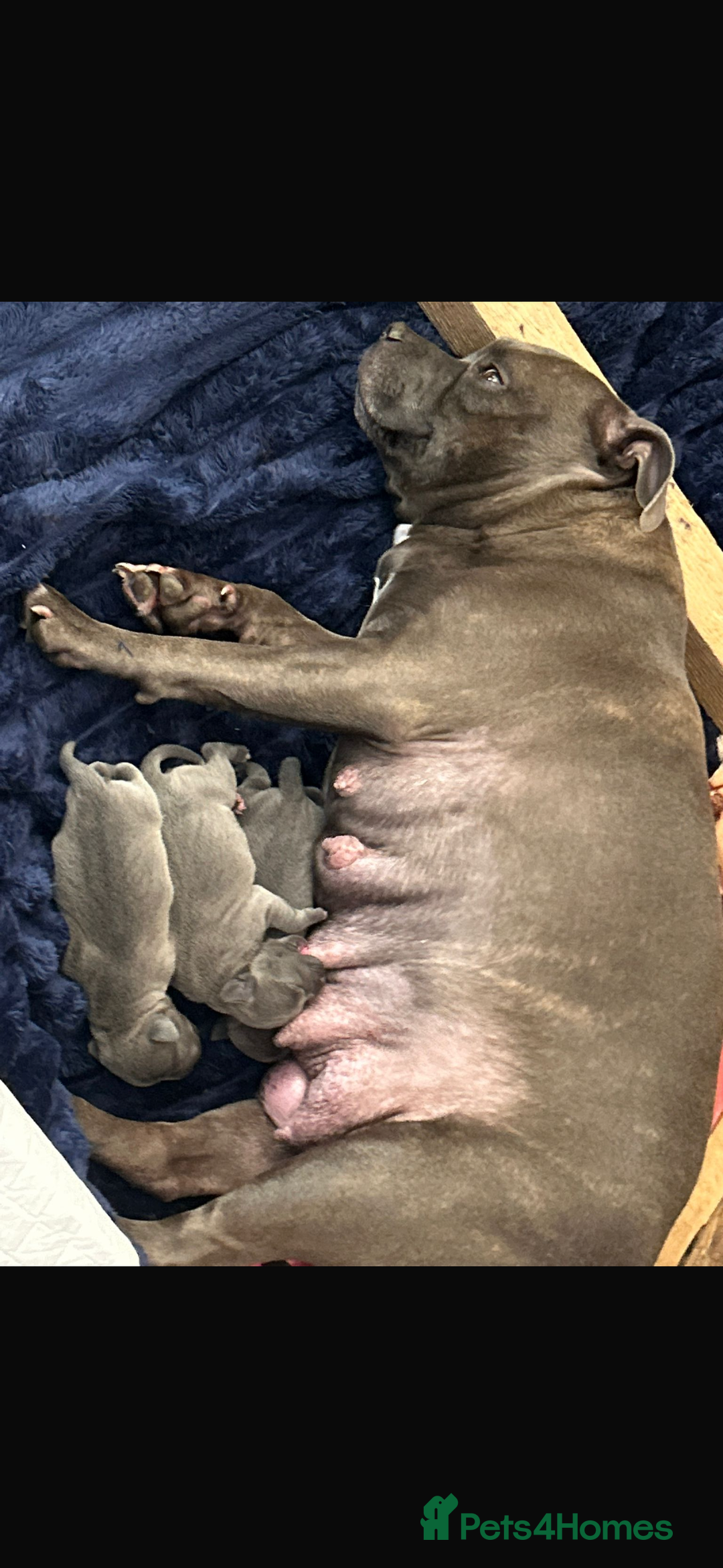 Staffordshire Bull Terrier dogs for sale: Staffy  - Advert 2