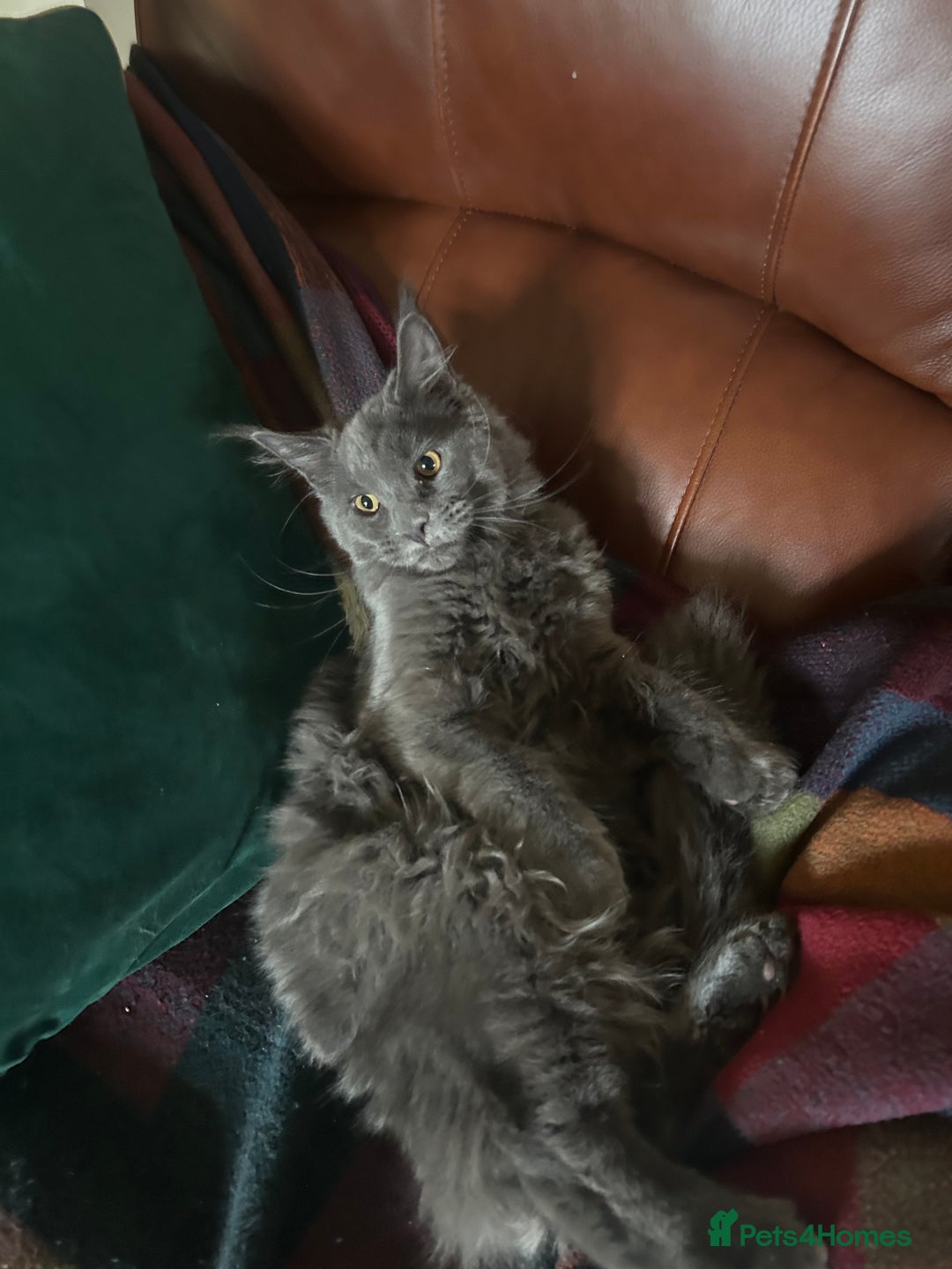 Maine Coon cats for sale: Gccf MaineCoon Kitten Exceptional Russian Lines 🌟 - Advert 3