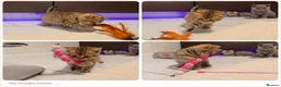Scottish Fold cats for sale: Scotish Fold Kittens - Advert 4