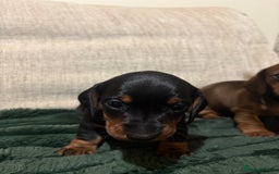 Dachshund dogs for sale: 2 female dachshund puppies  - Image 4