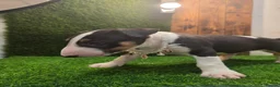 English Bull Terrier dogs for sale: 3 Beautiful English Bull Terrier Puppies  - Advert 6