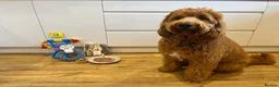Goldendoodle dogs for sale: Multigenerational Goldendoodles Medium Licensed - Advert 21