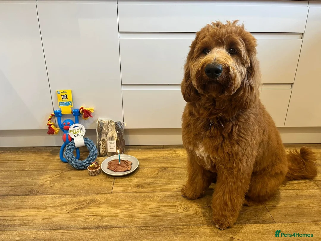 Goldendoodle dogs for sale: Multigenerational Goldendoodles Medium Licensed - Advert 21