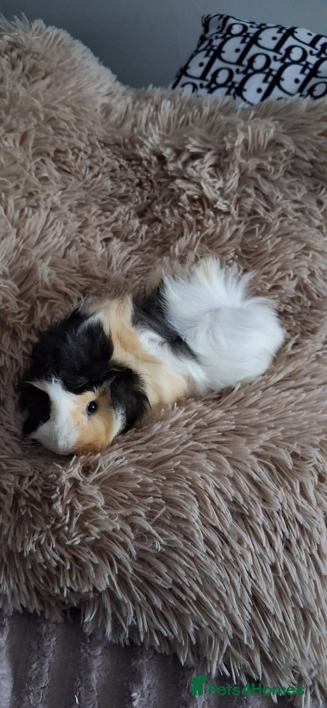 Guinea Pig rodents for sale: Baby boy guinea pigs - Advert 3