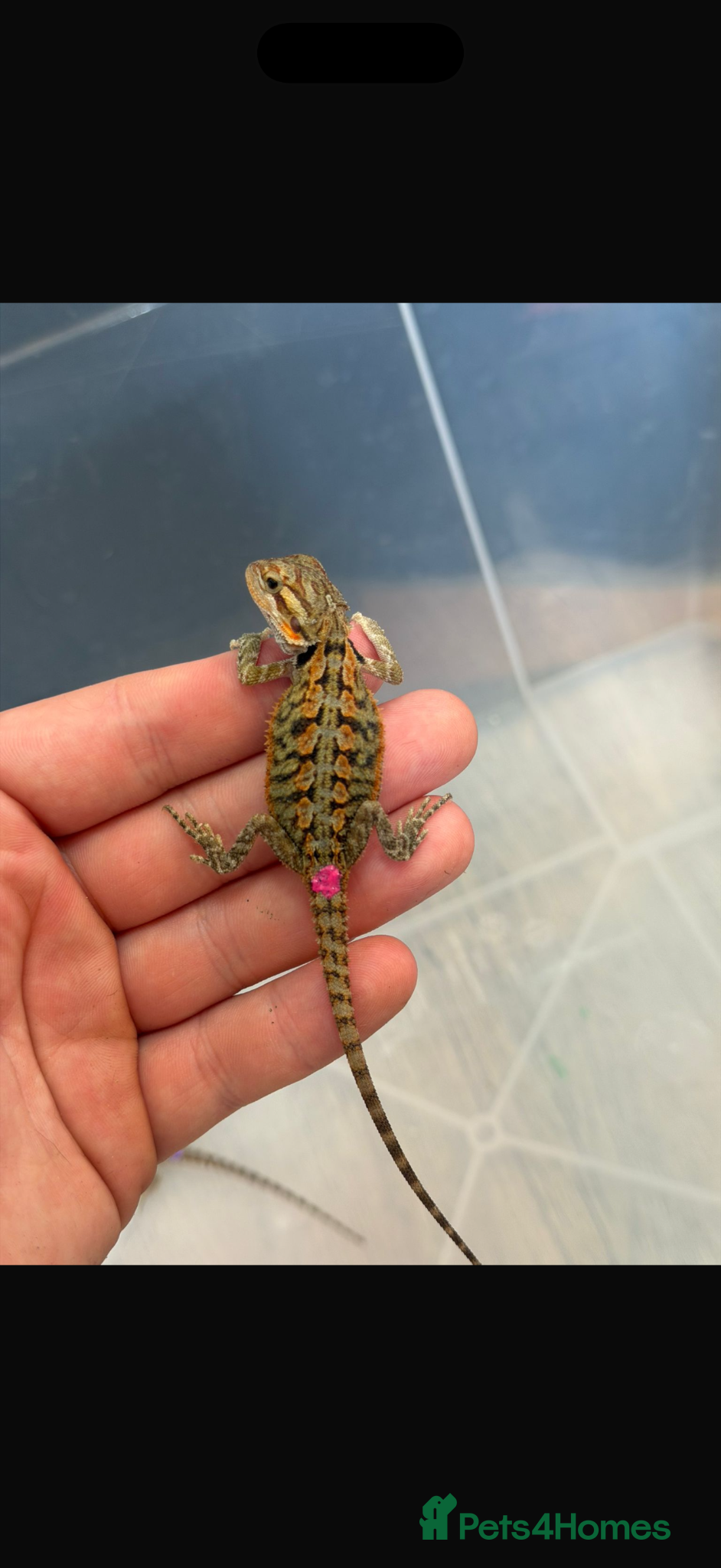 Bearded Dragon reptiles STUNNING BEARDIE READY NOW  - Advert 1