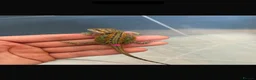 Bearded Dragon reptiles for sale: STUNNING BEARDIE READY NOW  - Advert 1
