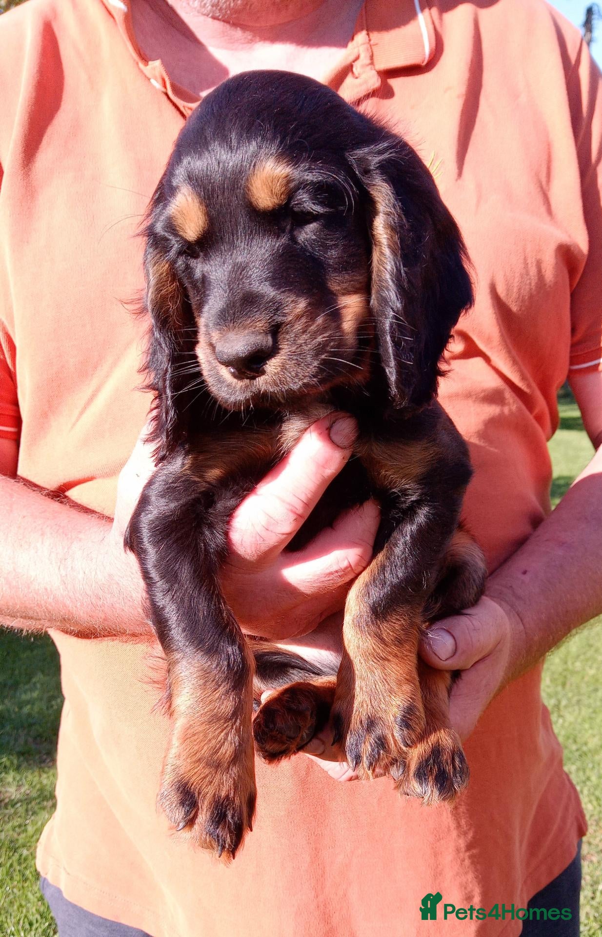 Cocker Spaniel dogs K C Registered, Extensively Health Tested Parents - Advert 7