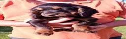 Cocker Spaniel dogs for sale: K C Registered, Extensively Health Tested Parents - Advert 1