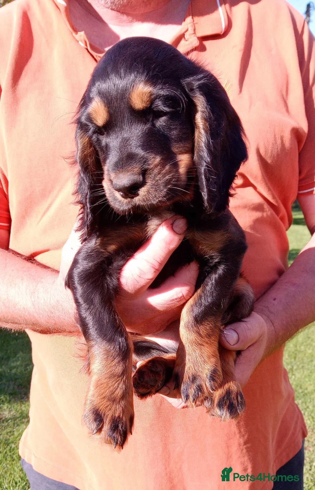 Cocker Spaniel dogs for sale: K C Registered, Extensively Health Tested Parents - Advert 1