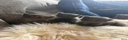 Maine Coon cats for sale: Maine Coon kittens  - Advert 9