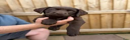Sprocker dogs for stud: Rolo – Chocolate Working Cocker Spaniel Stud🐾  - Advert 8