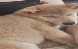 Japanese Shiba Inu dogs for sale: Stunning Shibas  in Llanybydder - Image 33