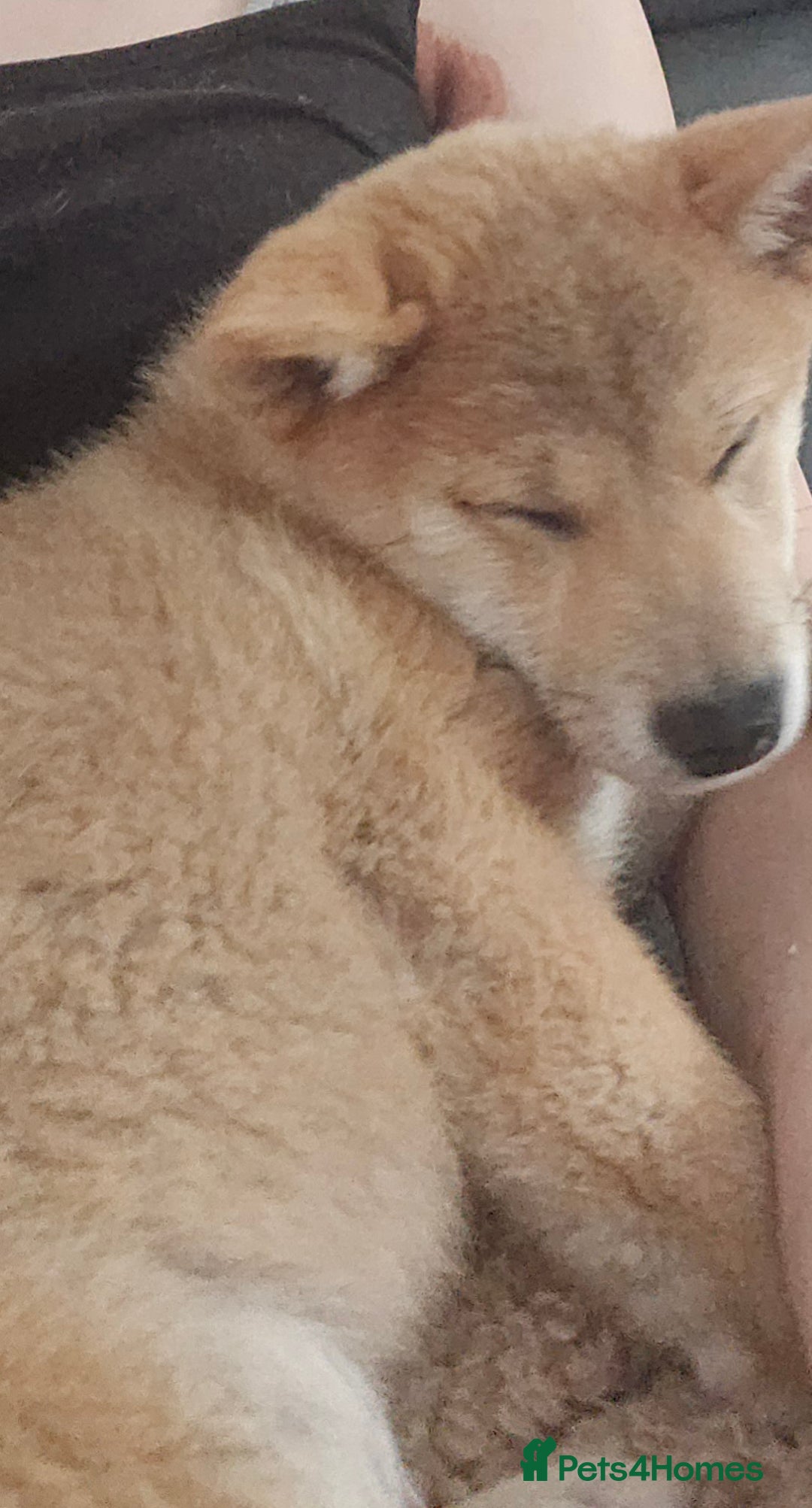 Japanese Shiba Inu dogs for sale: Stunning Shibas  in Llanybydder - Image 33