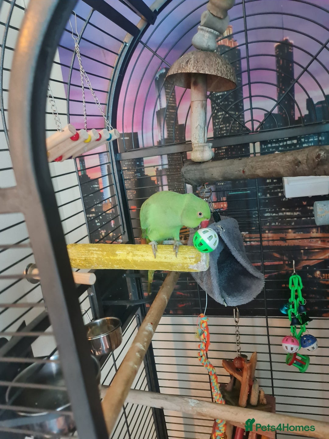 Ringnecks birds for sale: Male indian ringneck parrot - Image 5