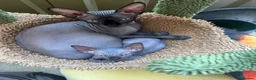 Sphynx cats for sale: Beautiful Sphynx Kittens in Maidenhead - Advert 9