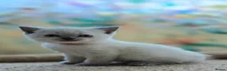 British Shorthair cats for sale: Stunning BSH Blue eyed Colour Point Kittens - Advert 4