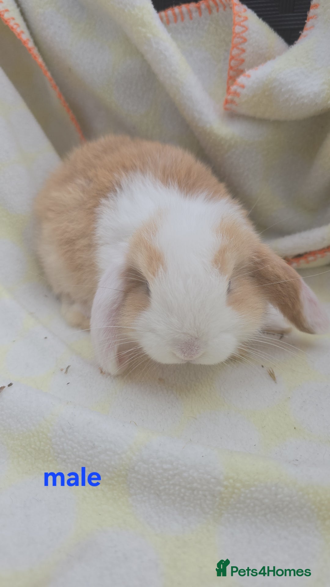 Mini Lop rabbits for sale:  stunning mini  lops   in Uxbridge - Image 9
