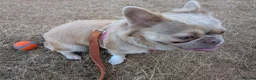 French Bulldog dogs for sale: Fluffy Frenchie  - Advert 5