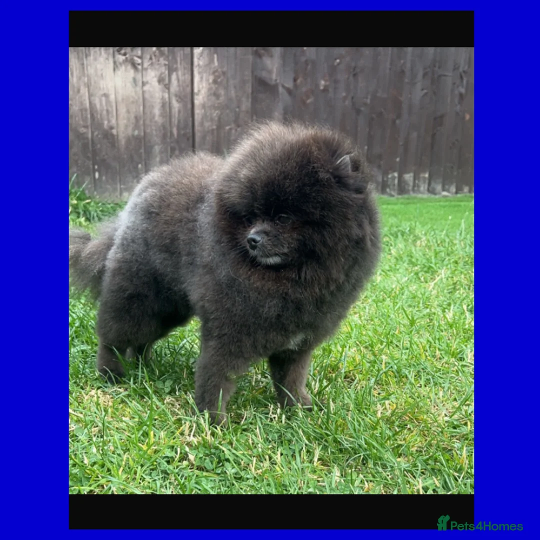 Pomeranian dogs for stud: 🧸🧸 **  PROVEN STUD BOY 🧸🧸 in Scunthorpe - Advert 6
