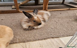 Lionhead rabbits for sale: Minni rex X lionhead bunnies - Image 1