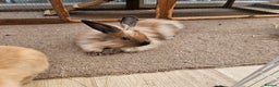 Lionhead rabbits for sale: Minni rex X lionhead bunnies - Advert 1
