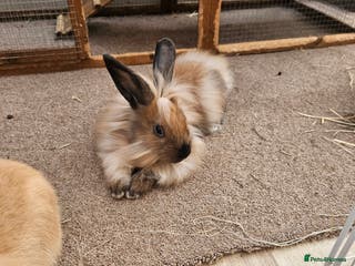 Lionhead rabbits Minni rex X lionhead bunnies - Advert 7