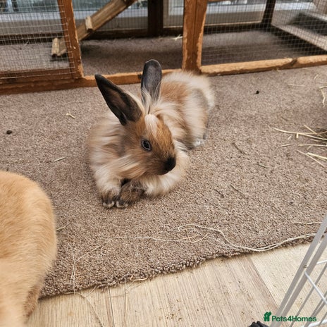 Lionhead rabbits - Advert 12