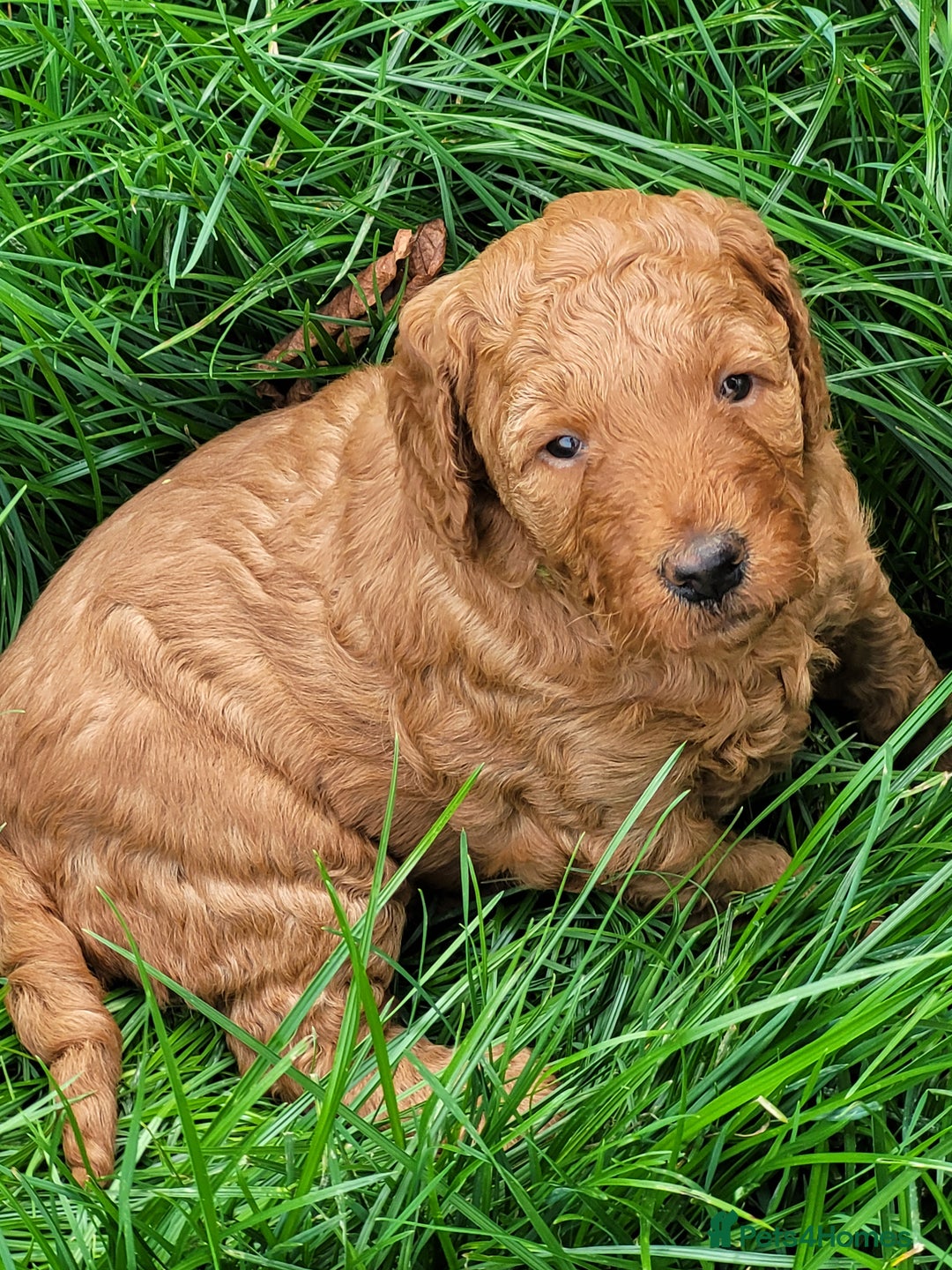 Mixed Breed dogs for sale: Miniature Goldendoodle Puppies - Image 18