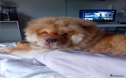 Chow Chow dogs for stud: Chowmazing  - Image 7