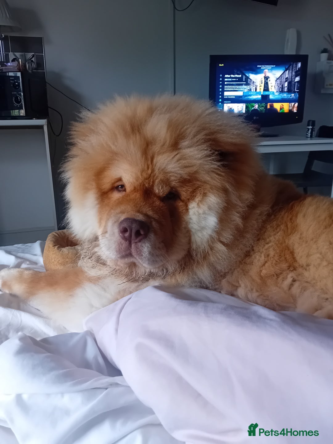 Chow Chow dogs for stud: Chowmazing  - Image 7