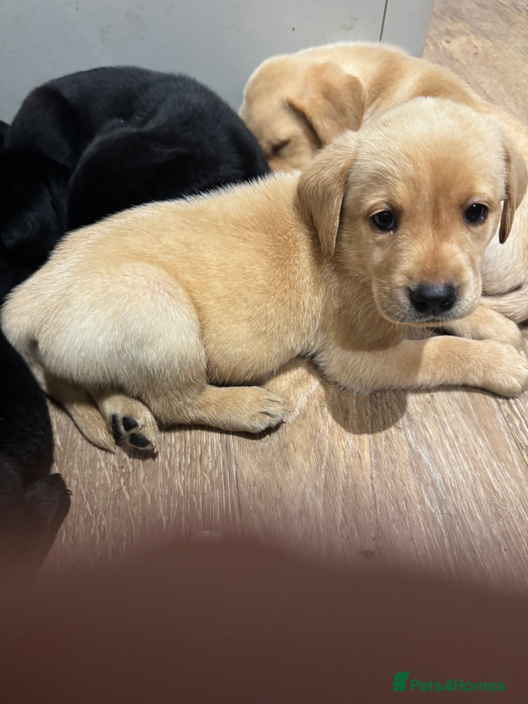 Labrador Retriever dogs for sale: Well bred Labrador puppies - Image 7
