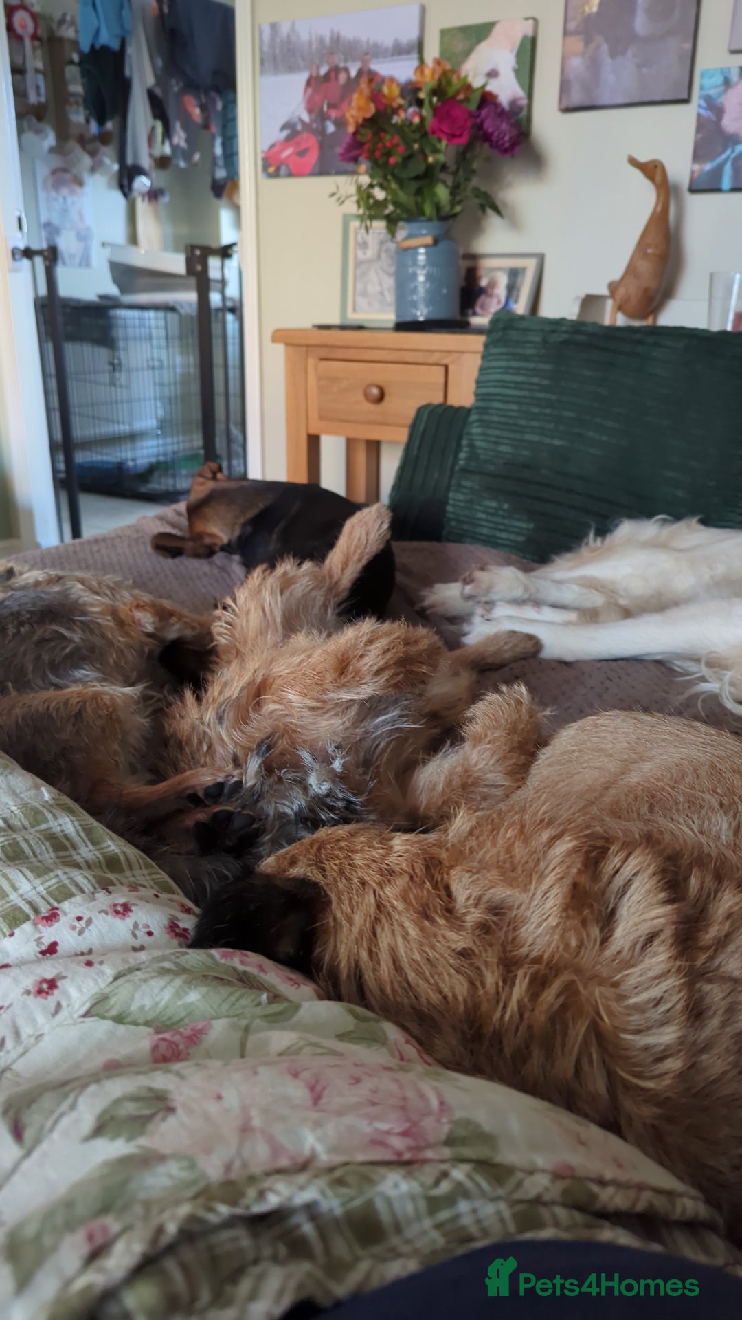 Gallery Image {{count}}