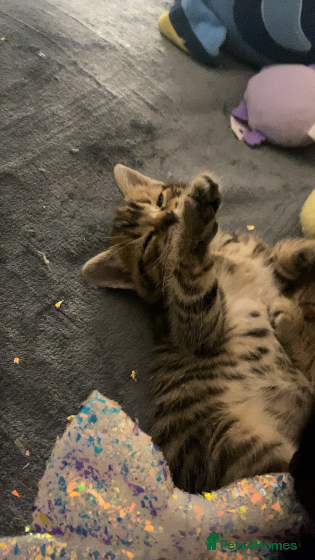 Mixed Breed cats for sale: Mixed bengal and Norwegian kittens  - Advert 6