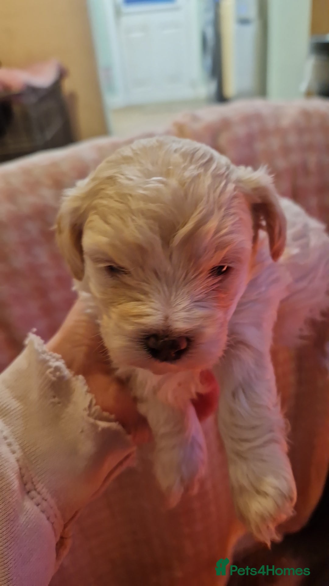 Maltipoo dogs for sale: Quality unique f1 tiny korean maltipoo puppies  - Advert 18